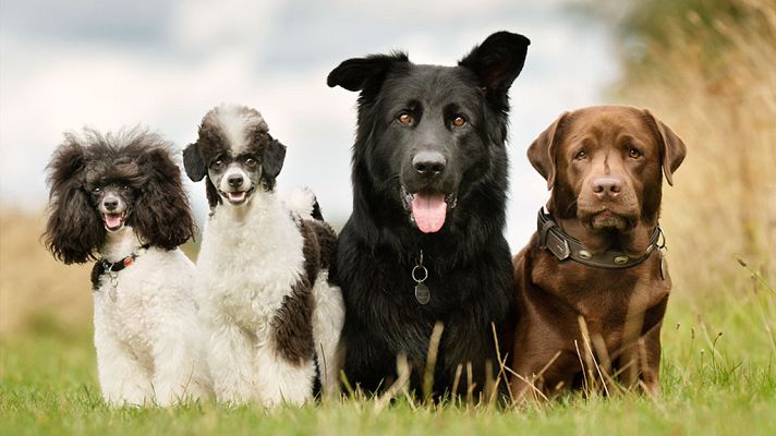 La vida secreta de los perros - La vida secreta de los perros. Serie 2. Episodio 3