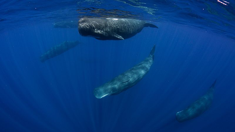 Delfines, rorcuales y cachalotes, algunos de los cetáceos que habitan en el Mediterráneo, contarán con un área marítima protegida de 46.000 kilómetros cuadrados entre Levante, Cataluña y las Isla Baleares, en el que estarán a salvo de ruidos marinos 
