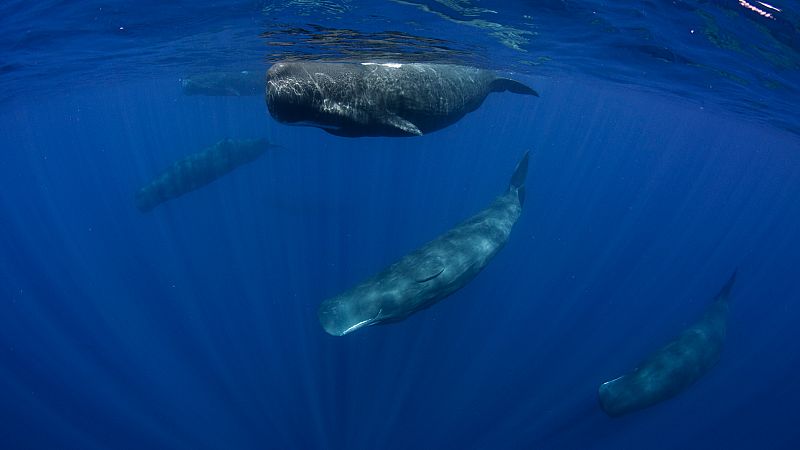 Delfines, rorcuales y cachalotes, algunos de los cetáceos que habitan en el Mediterráneo, contarán con un área marítima protegida de 46.000 kilómetros cuadrados entre Levante, Cataluña y las Isla Baleares, en el que estarán a salvo de ruidos marinos 