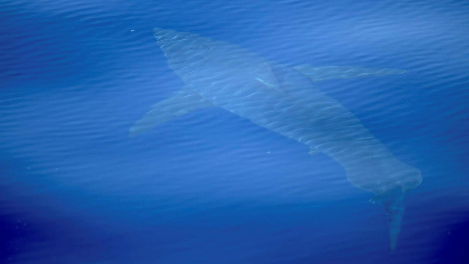 Telediario 1: Avistan junto a Cabrera el primer tiburón blanco filmado en España en décadas | RTVE Play