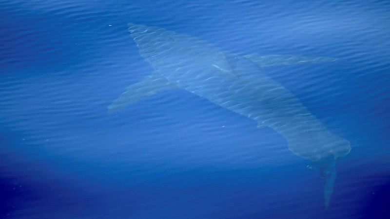 Una expedición científica ha filmado junto al Parque Nacional de Cabrera, al sur de Mallorca, un ejemplar de tiburón blanco de cinco metros de longitud, el primer animal de esta especie documentado en España en las últimas tres décadas.El biólogo Fer