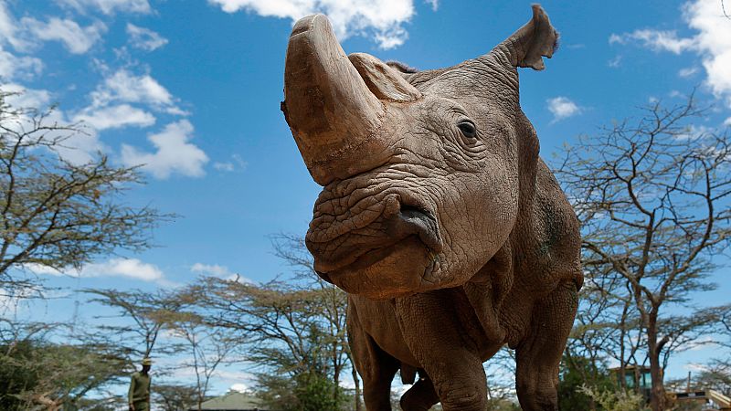 Crean los primeros embriones in vitro para recuperar al rinoceronte blanco del norte