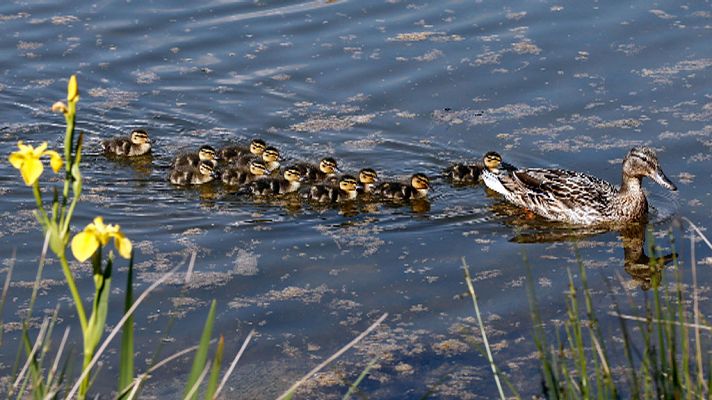 El tiempo - Probabilidad de chubascos localmente fuertes en el nordeste de Cataluña