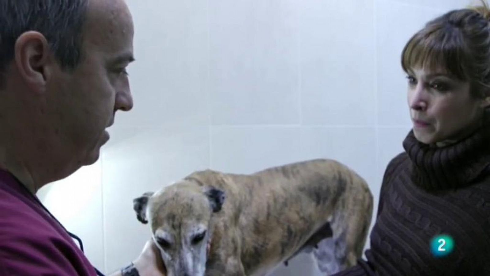 La meva mascota i jo - SOS Galgos