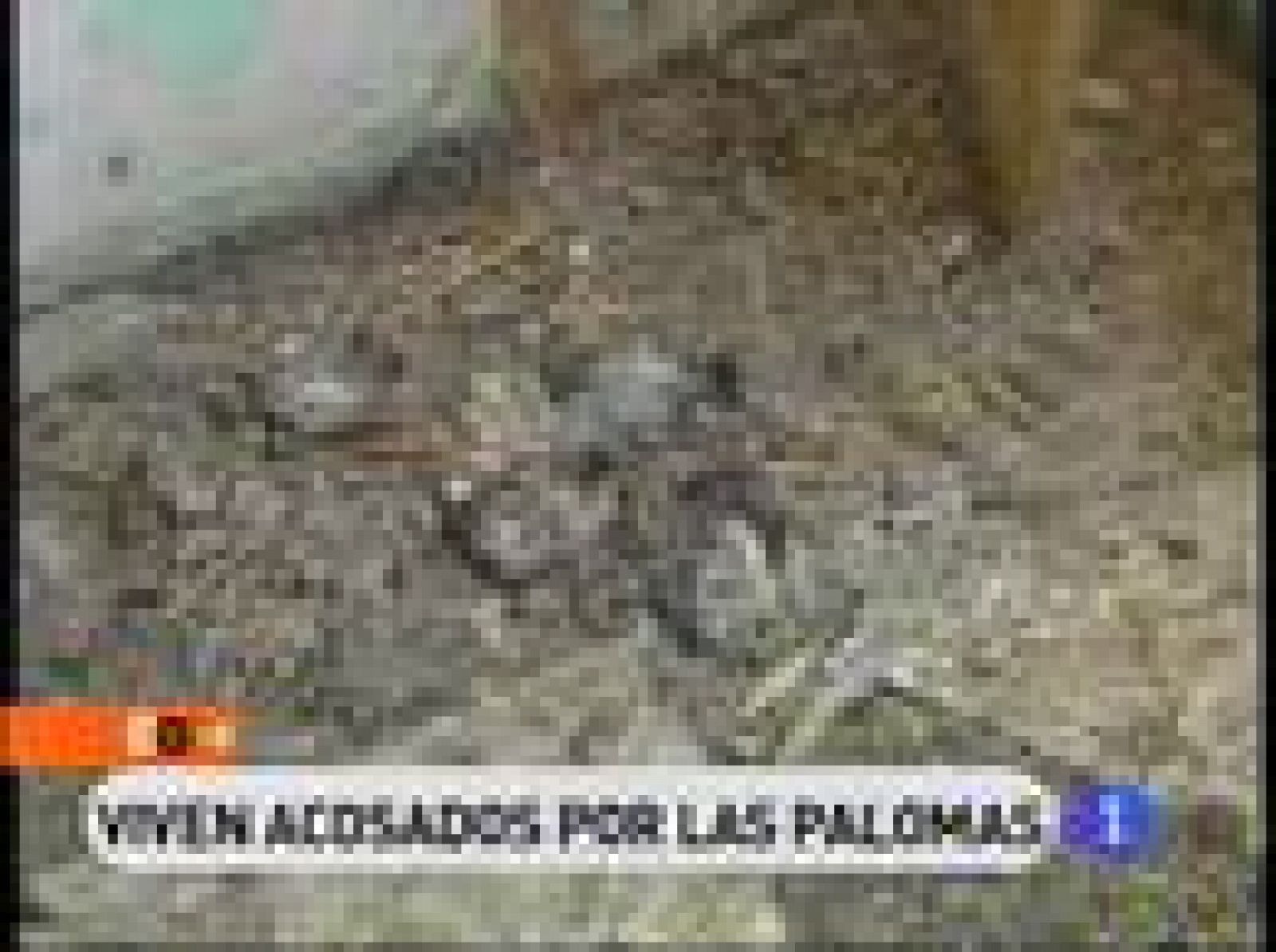 Cinta, nuestra reportera, ha entrado a un edificio de Zaragoza tomado literalmente por las palomas. Estuvimos allí hace sólo tres meses,y hoy, al volver, quedamos sorprendidos.