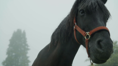 Hayedo de Otzarreta- Bizkaia