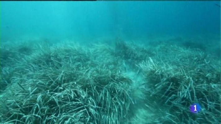 Informatiu Balear - El Gob demana que s'apliqui el decret de protecció de la posidònia