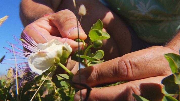 Aquí la Tierra - Alcaparra, reliquia vegetal