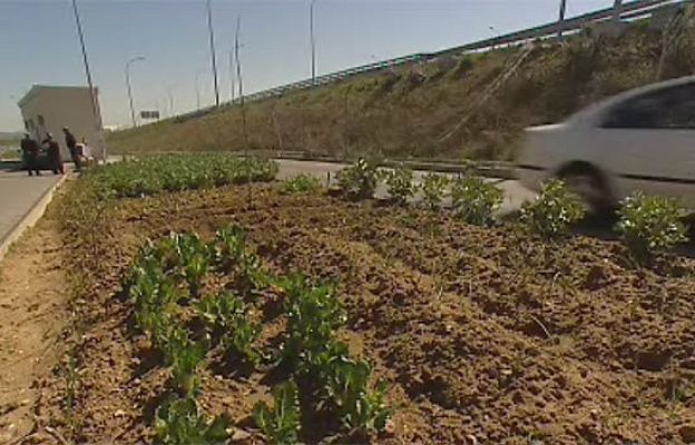 Ciencia y tecnología en Rtve.es - Huertos urbanos