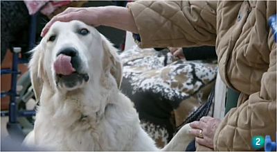 La meva mascota i jo - La terpia amb cavalls i gossos