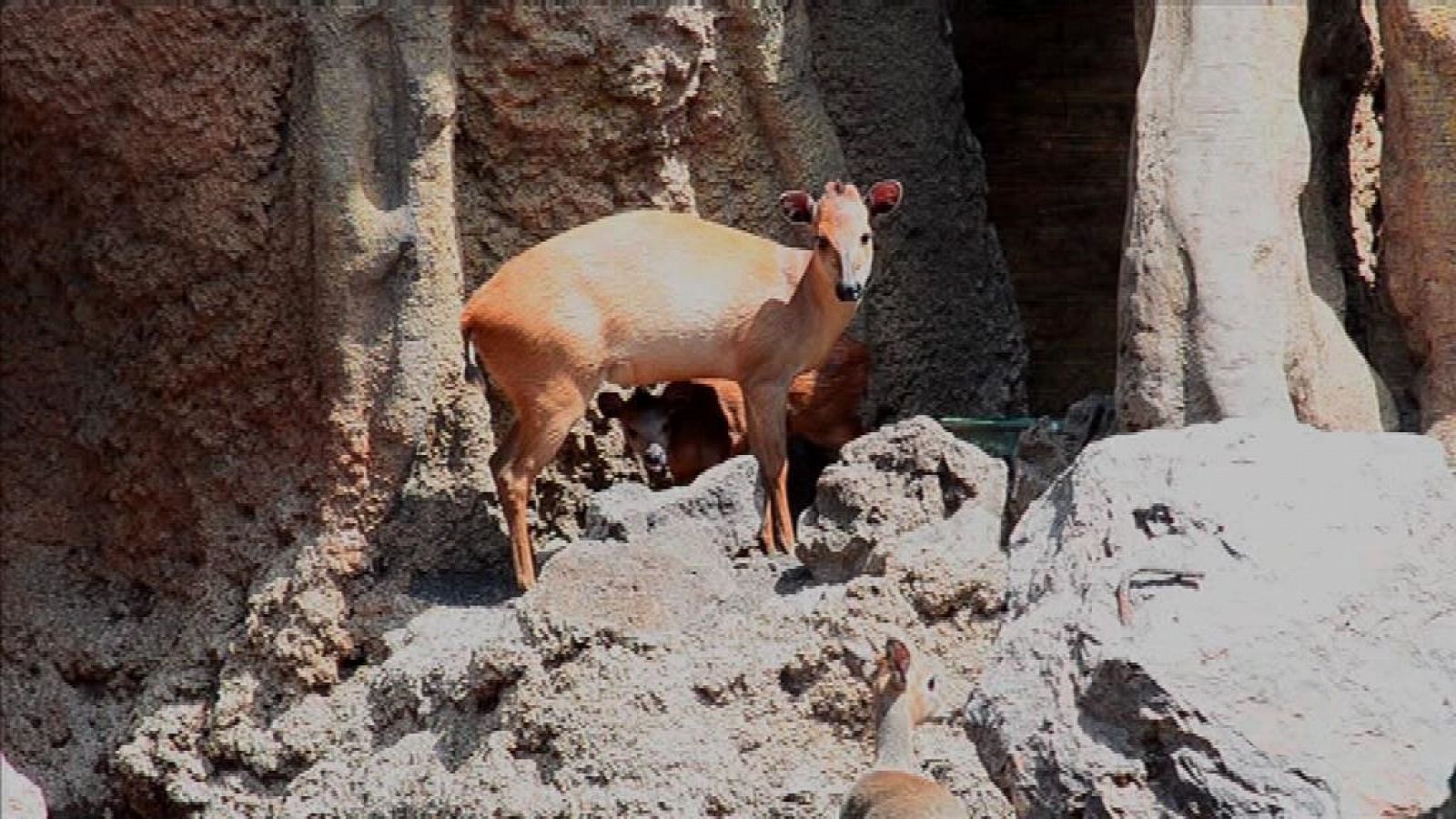 La Comunidad Valenciana en 2' - 12/07/18 - ver ahora