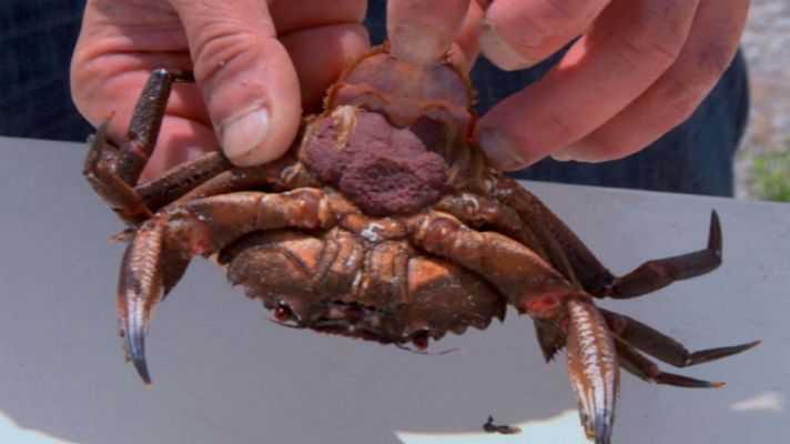 Aquí la Tierra - Clase magistral de marisco en Asturias