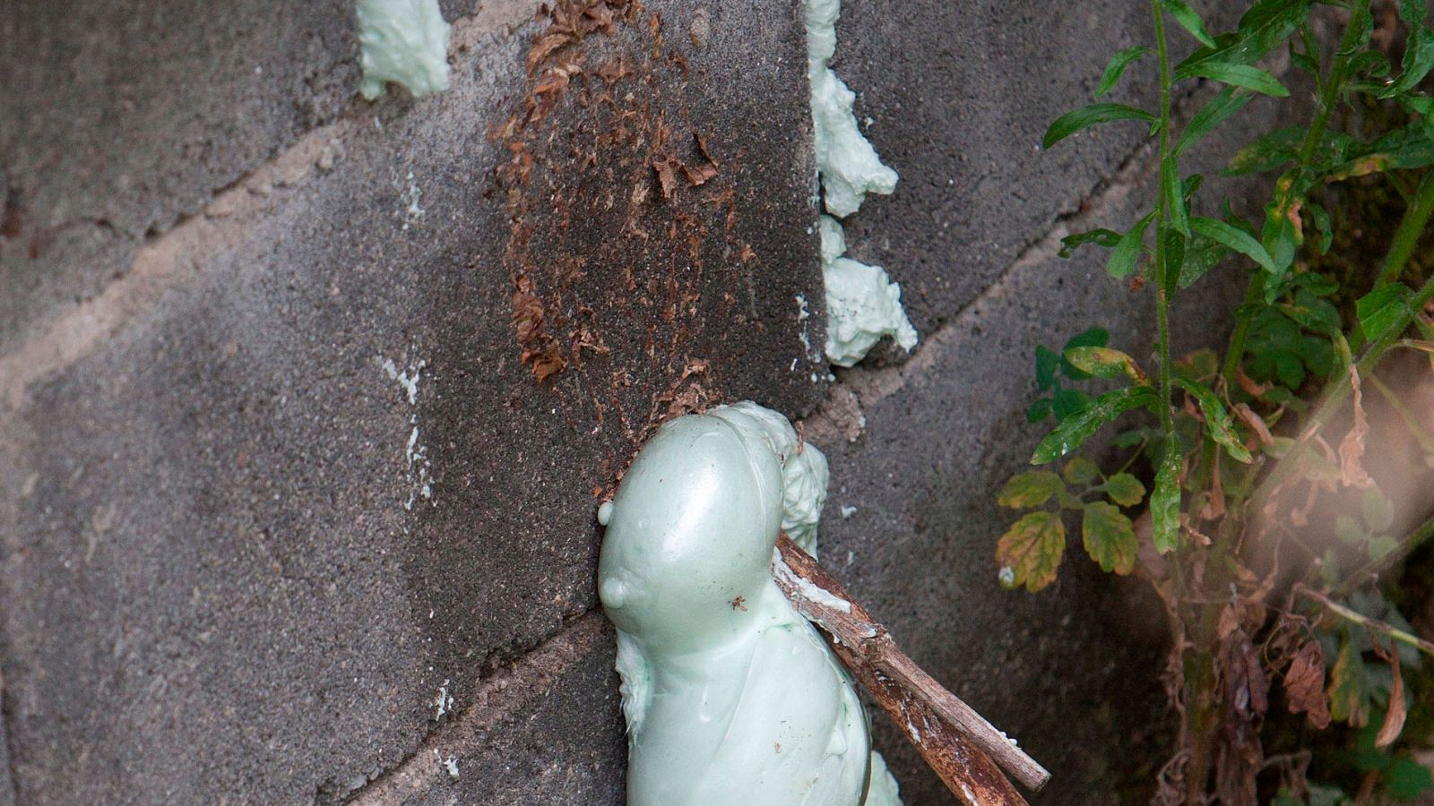 La avispa asiática es responsable del 90% de los picotazos por insectos que se producen