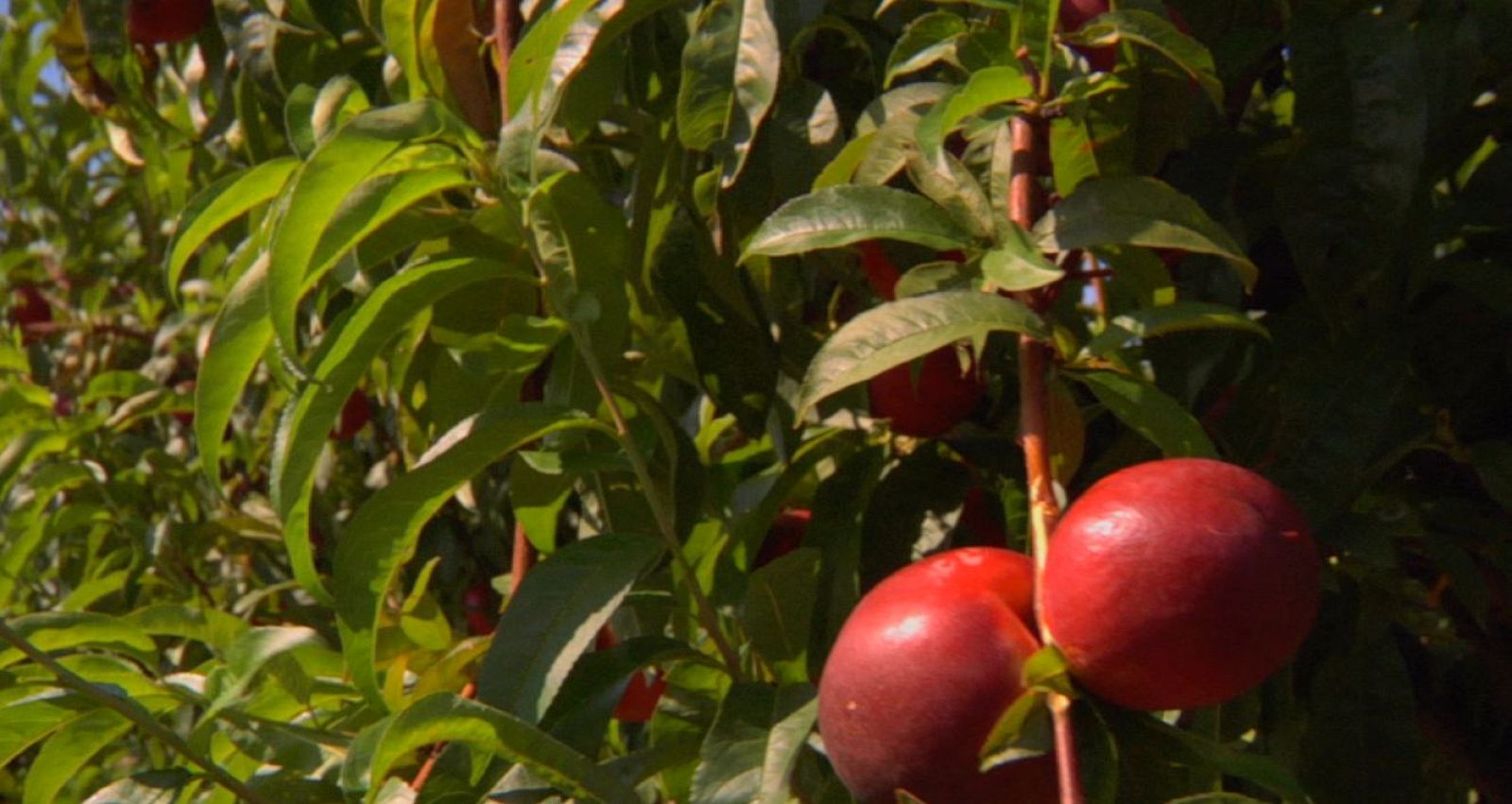 Aquí la Tierra - 22/07/18 - ver ahora