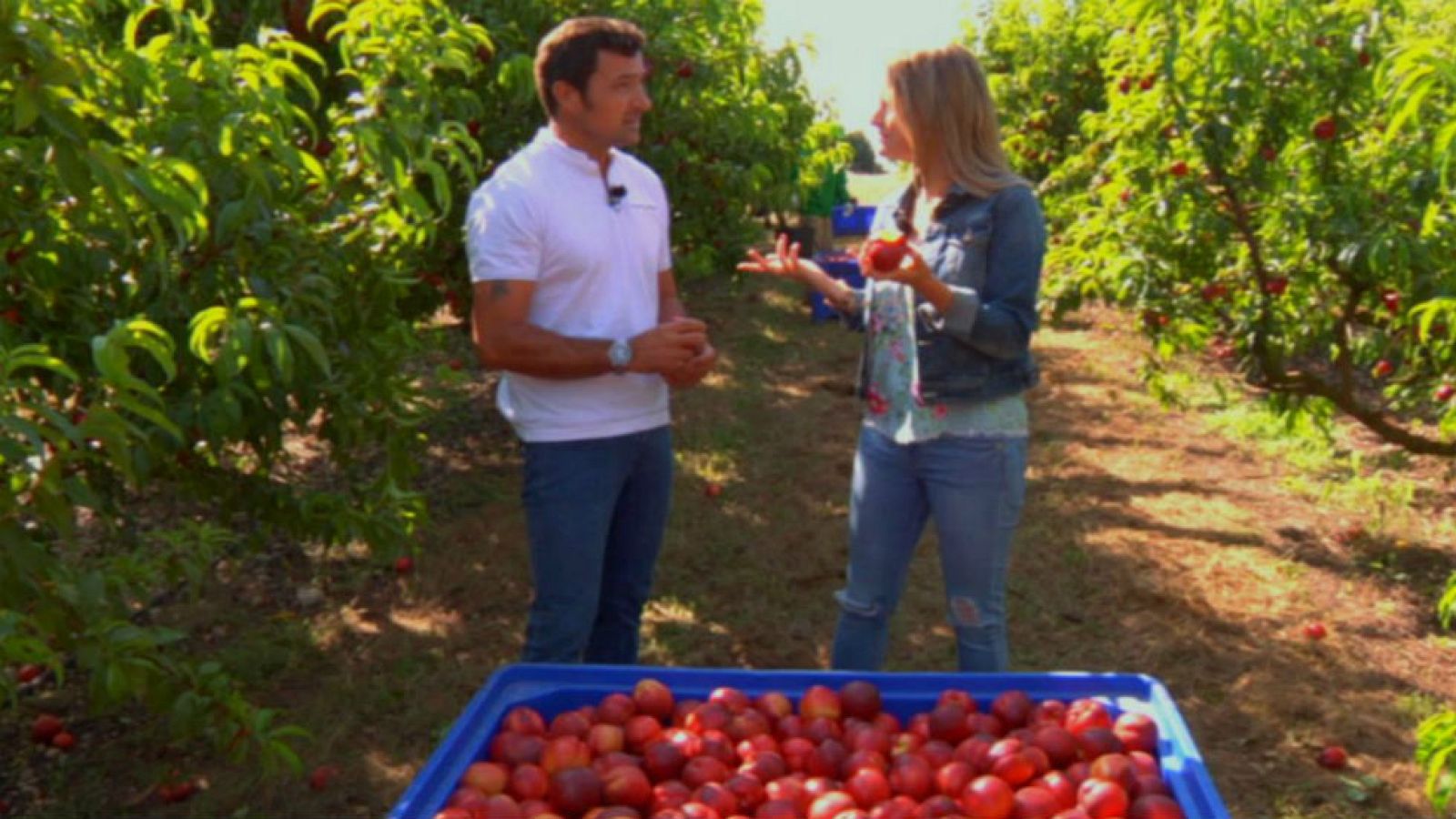 ¡Es tiempo de nectarinas!