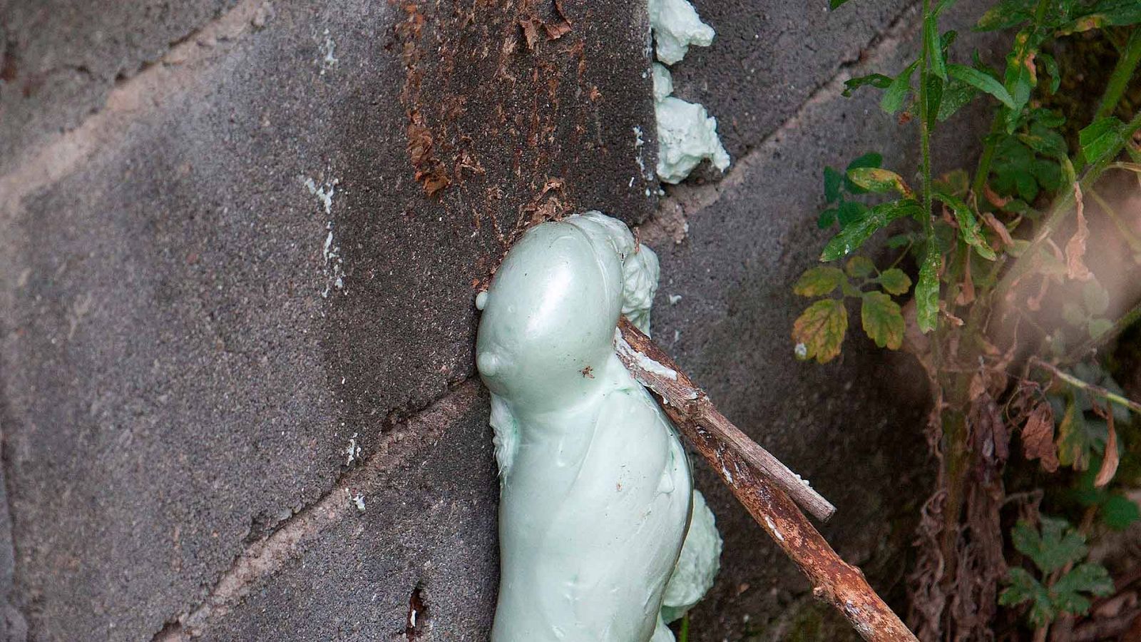 Un 3% de la población es alérgica al veneno de la avispa asiática | Ver