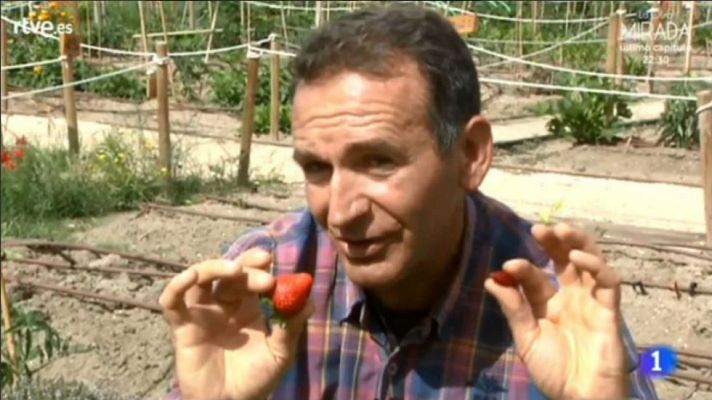 Aquí la Tierra - ¡Cultiva fresas en tu terraza!