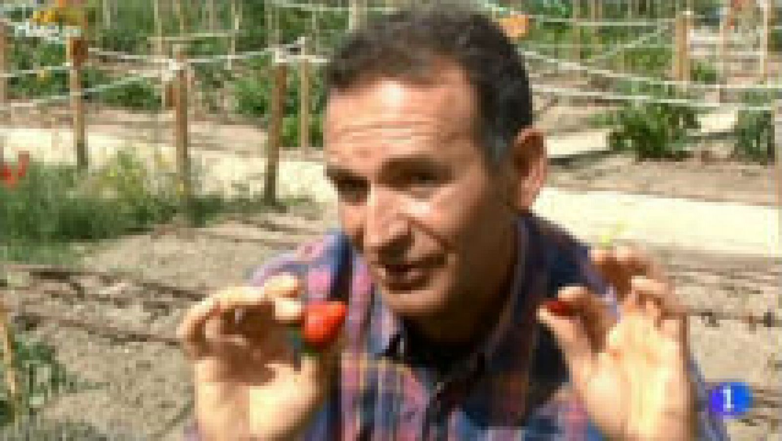¡Cultiva fresas en tu terraza!