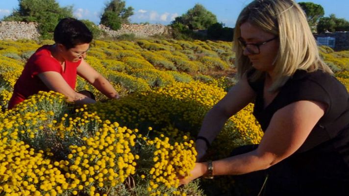 Aquí la Tierra - Camomila de Menorca