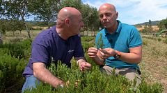 Aquí la tierra - Las plantas aromáticas y su lugar imprescindible en la cocina