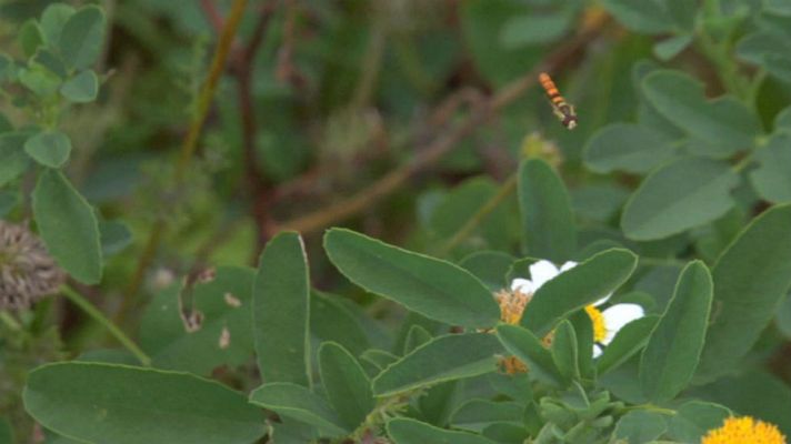 Aquí la Tierra - Insectos buenos para controlar plagas