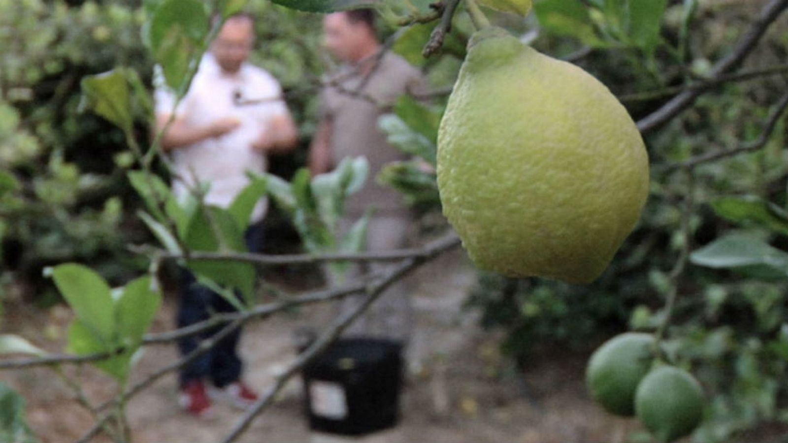 Un limón y medio limón... malagueño