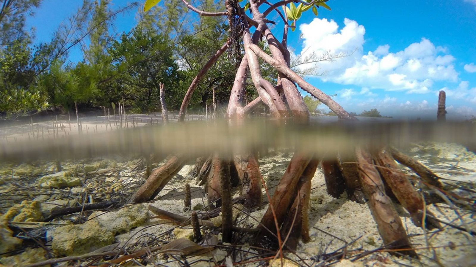 Grandes documentales - Bahamas Azules: Manglares - RTVE.es