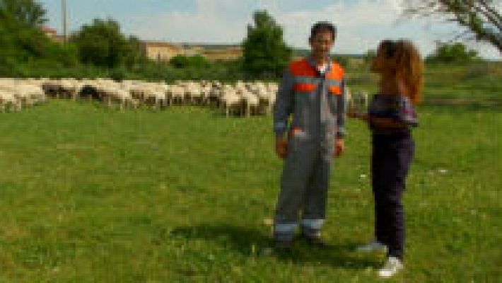 Estas ovejas de Burgos tienen fama