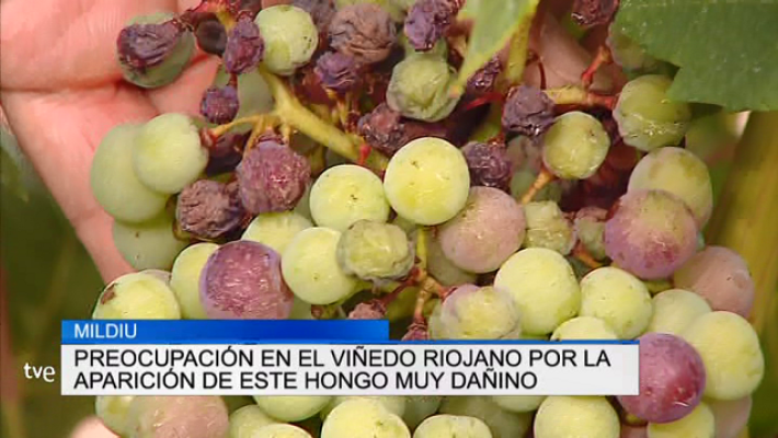 Informativo Telerioja - Telerioja en 2' - 07/08/18