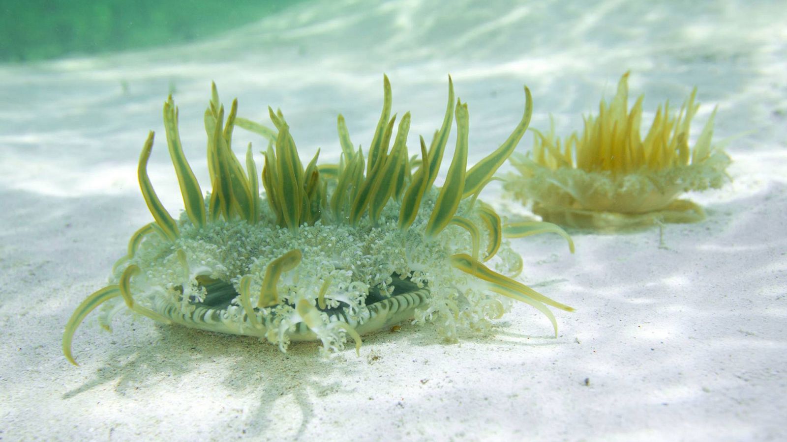 Grandes documentales - Bahamas azules: Coral - RTVE.es