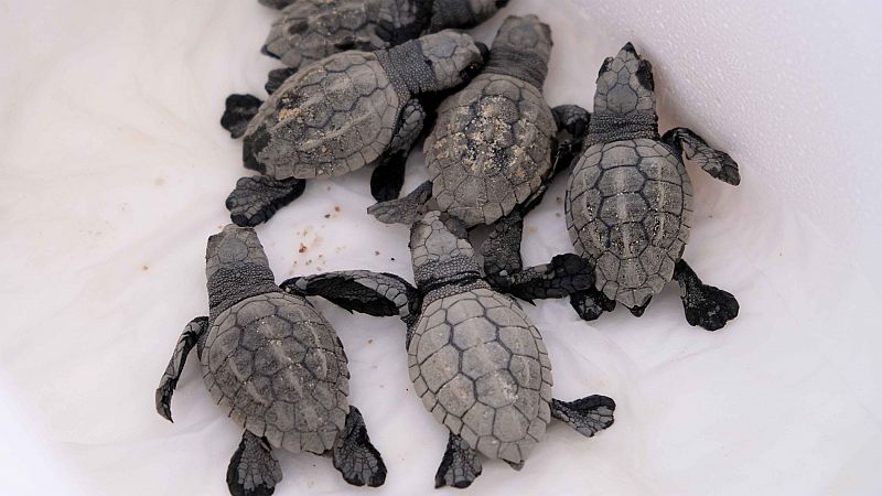 La eclosión de 35 nuevas tortugas bobas más eleva a 60 el número de ejemplares que han nacido de la puesta de huevos que una tortuga Caretta caretta hizo el 15 de junio en la playa de Sant Simó de Mataró (Barcelona), según ha informado la Conselleria