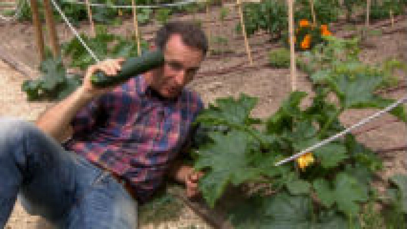 Cómo plantar calabacines