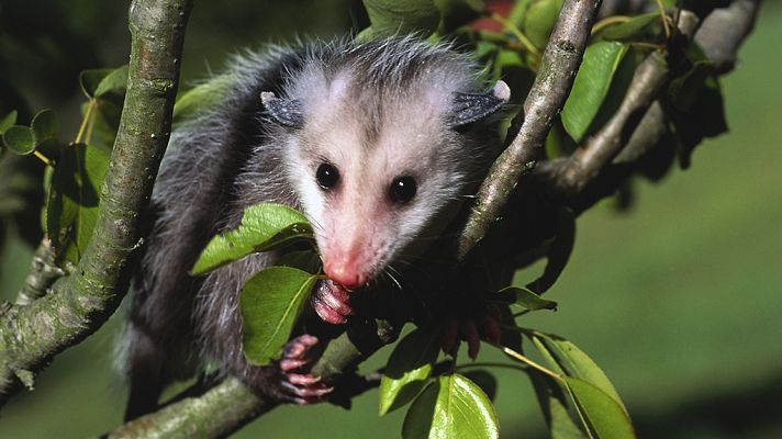 Grandes documentales - Australia salvaje: Jungla jurásica