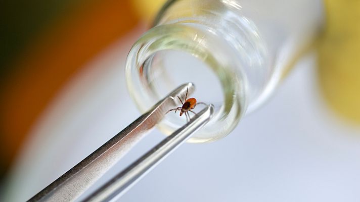 Telediario 1 - La fiebre hemorrágica de Crimea-Congo, una enfermedad importada de África