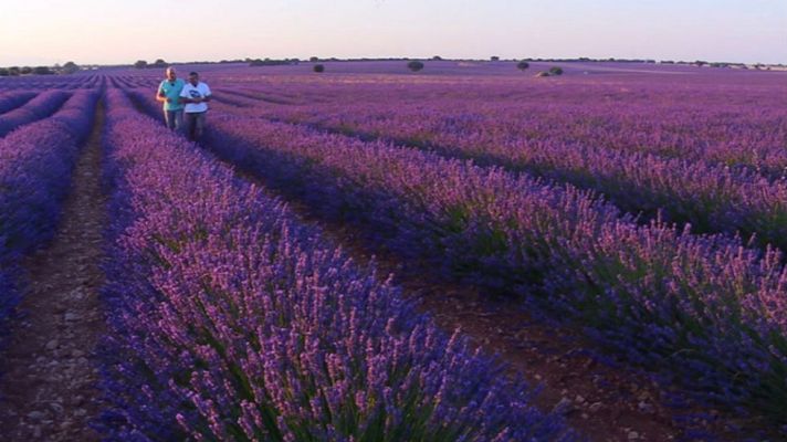 Aquí la Tierra - Brihuega, tierra de lavanda