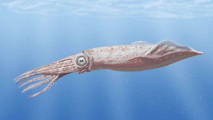 Leyendas de las profundidades: El calamar gigante