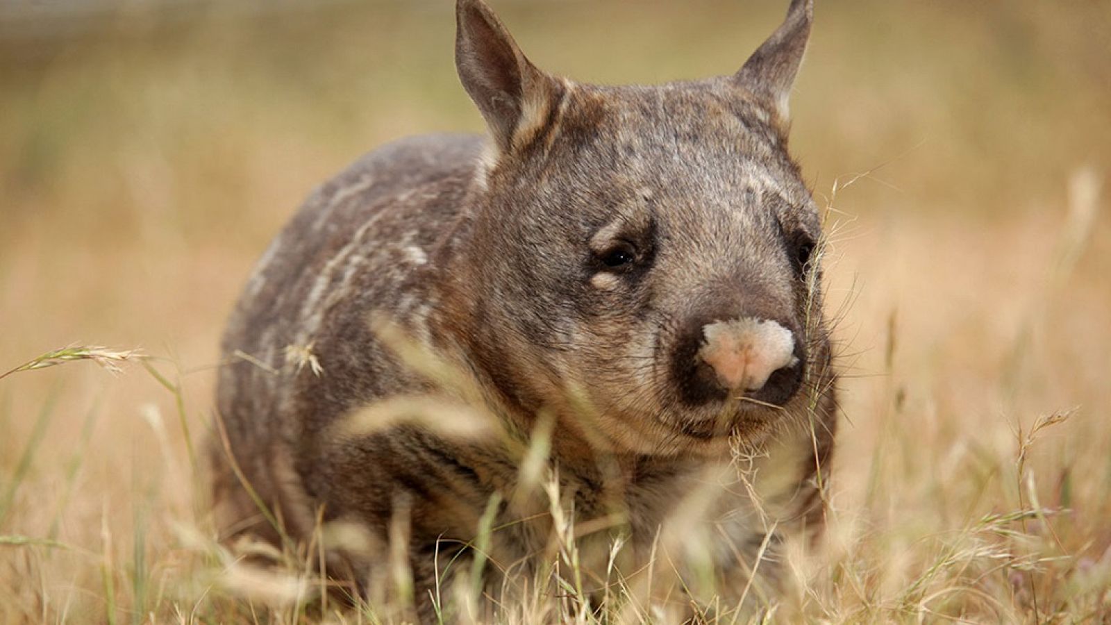 Grandes documentales - Australia salvaje: El reino del Wombat
