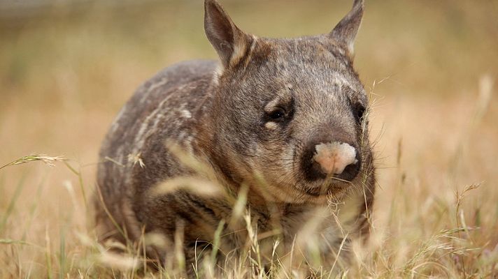 Australia salvaje: El reino del Wombat