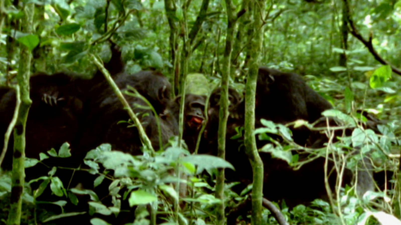 Otros documentales - Extrañas maravillas del mundo. T2. Episodio 2 - RTVE.es