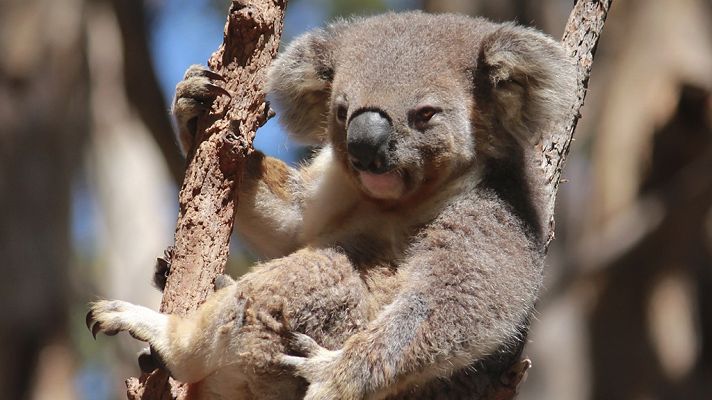 Australia salvaje: El bosque de los koalas