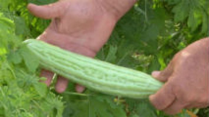 Aquí la Tierra - Un huerto cosmopolita en Murcia