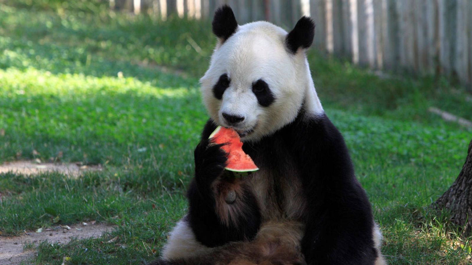 Informativo de Madrid: El Tiempo en la Comunidad de Madrid - 16/08/18 | RTVE Play