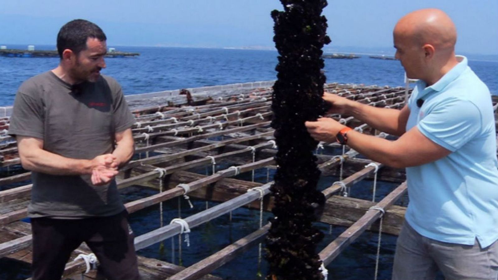 El mejillón de Galicia ¡es una joya!