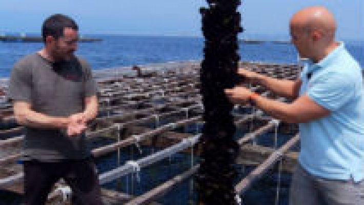 Aquí la Tierra - El mejillón de Galicia ¡es una joya!