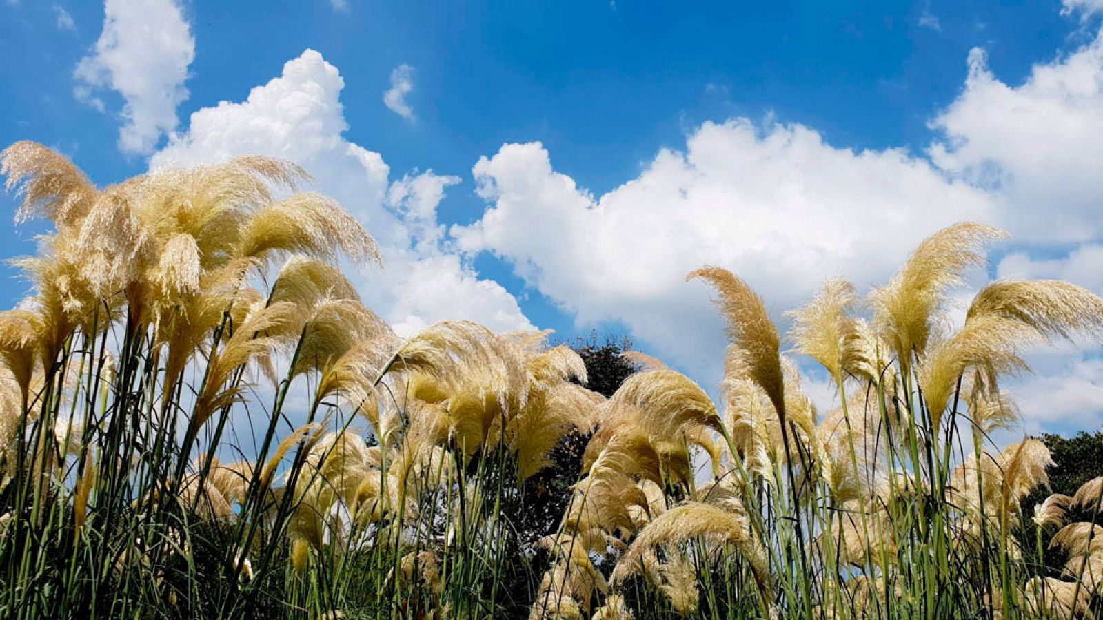 Viento de levante fuerte con rachas muy fuertes en Estrecho y Cádiz