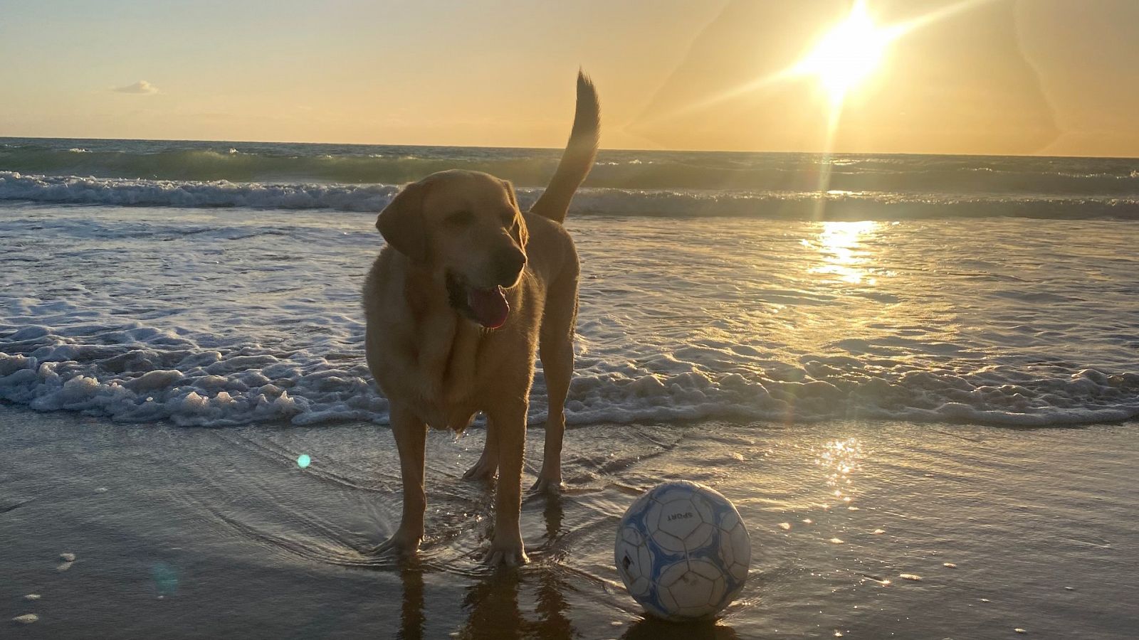 Telediario 1: PACMA ha reivindicado llevar las mascotas a la playa | RTVE Play