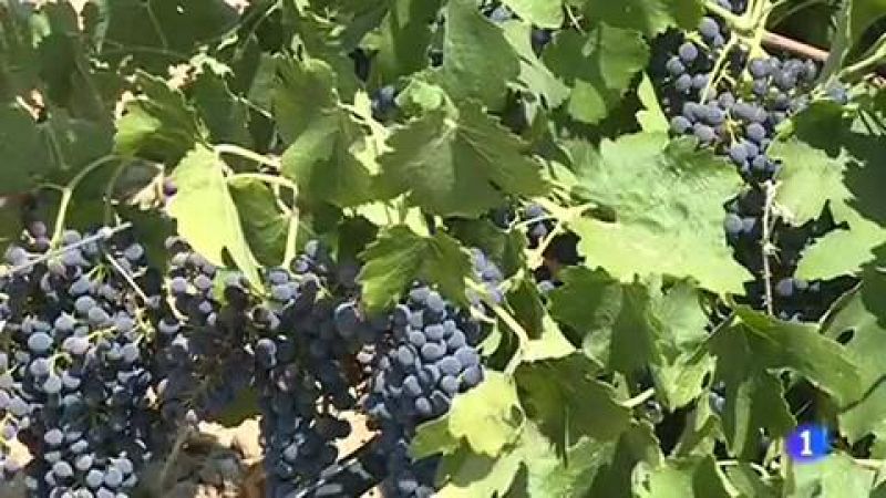 España producirá este año en torno a los 43 millones de hectólitros de vino