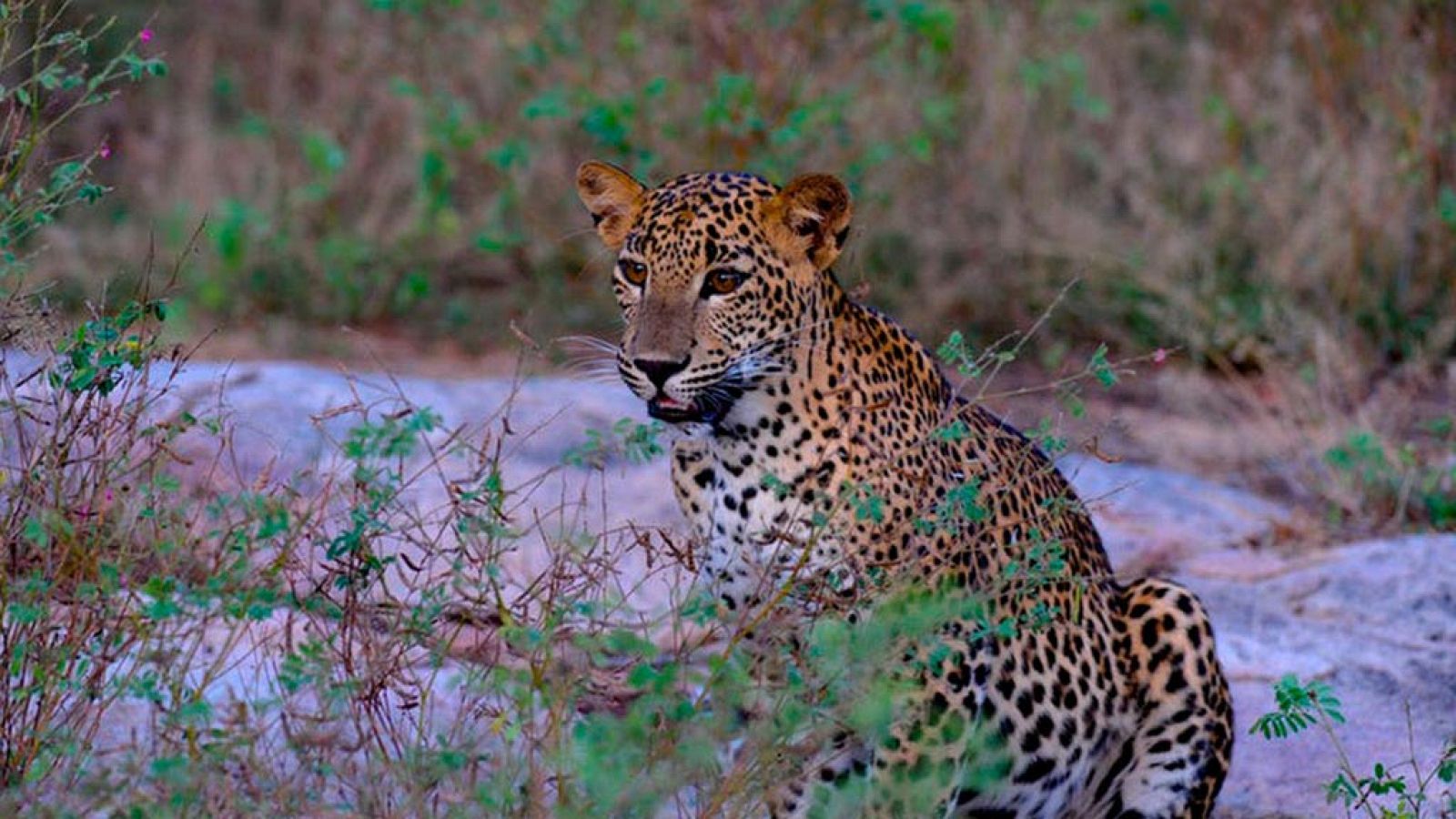 Grandes documentales - Leopardos al acecho en la oscuridad - RTVE.es