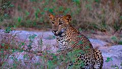 Grandes documentales - Leopardos al acecho en la oscuridad