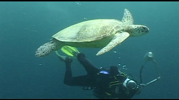 Bubbles - Mabul-Sipadan